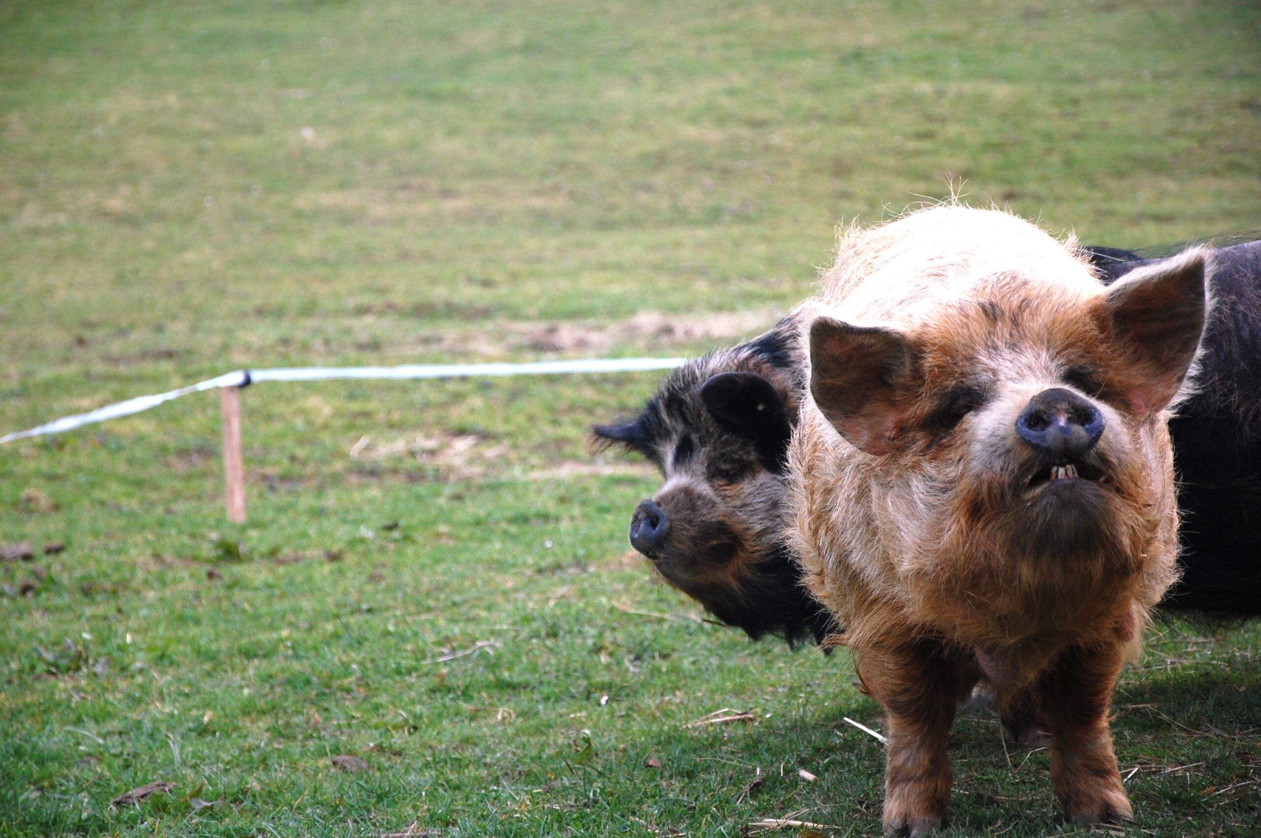 Kune Kune Schweine